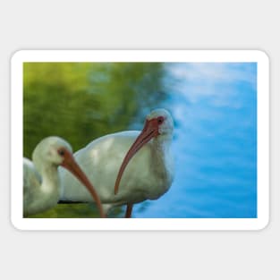 Double Trouble  with American white ibis Sticker